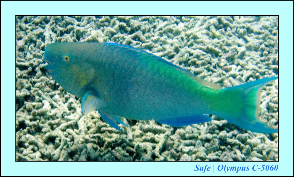 2008 - 07 - Leng Tengah - 106